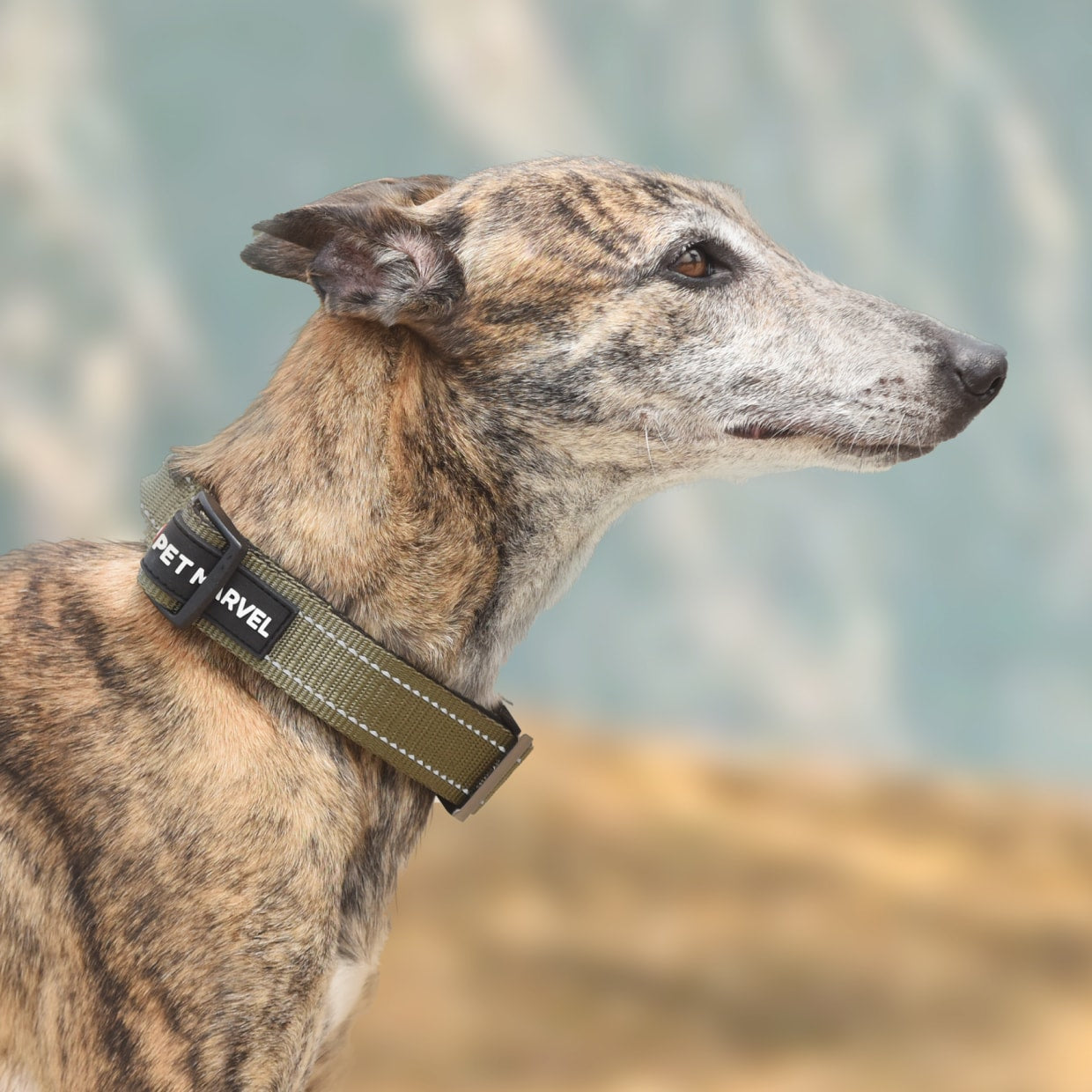 PET MARVELHigh Performance Tactical Dog Collar 1.25 In Wide With Handle